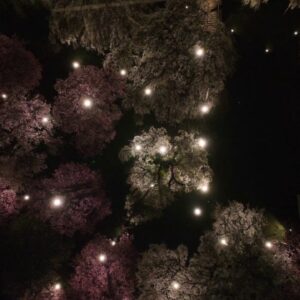 ドローン空撮のコツ／埼玉県秩父「清雲寺」のしだれ桜を題材